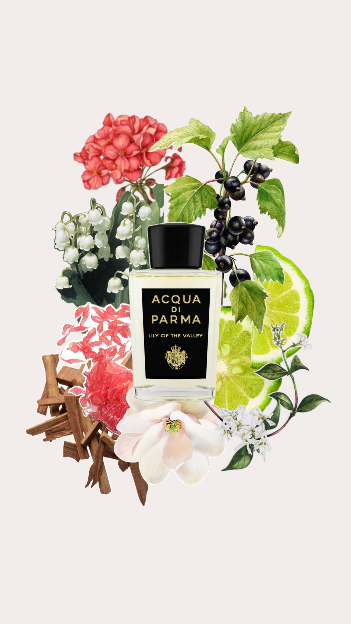 Acqua Di Parma Perfume in Dubai